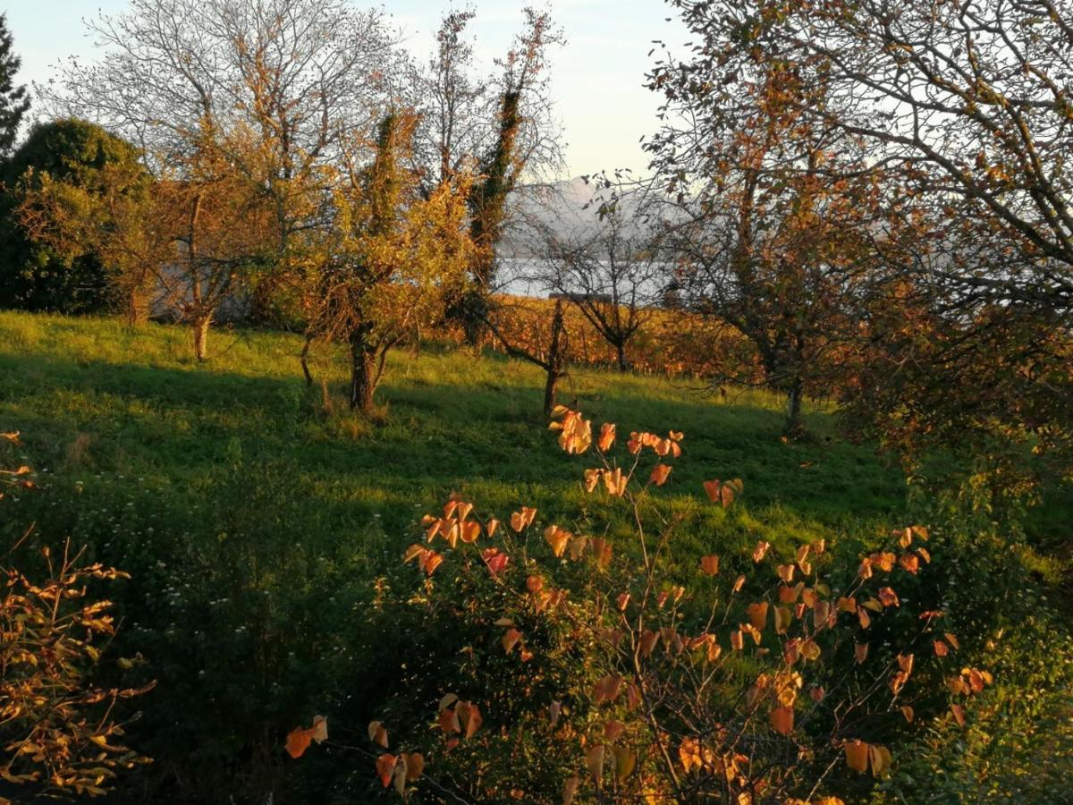 Haus Meersburg Garten المظهر الخارجي الصورة